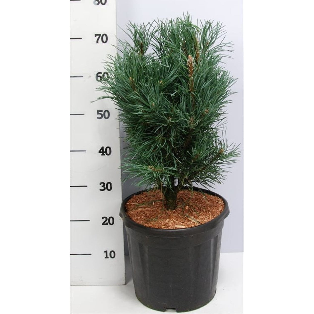 Tall – Pinus sylvestris 'Fastigiata' - C13 50-60 cm.